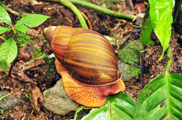 Megalobulimus sp. Carrasco, Cochabamba, Bolivia